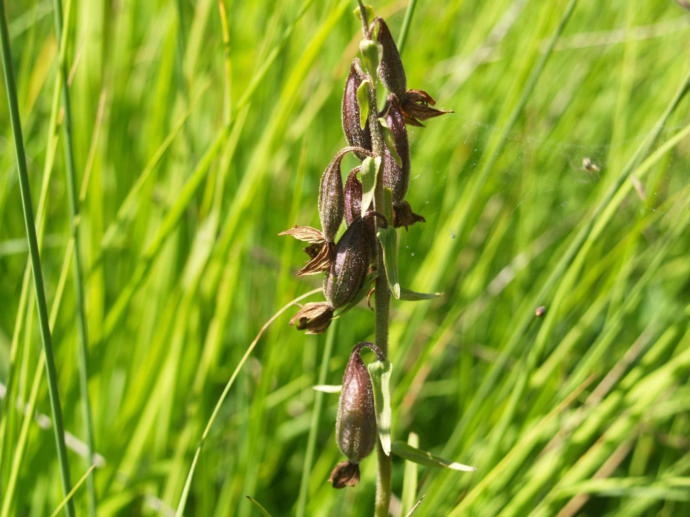 Helleborine, Marsh fruit